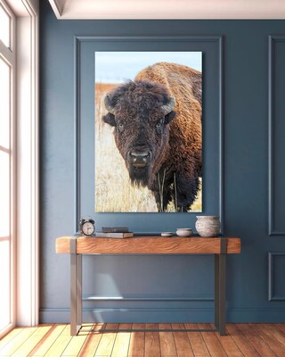 Staring Contest - Bison - Buffalo - Grand Teton National Park - Nature Photography - Wildlife Photography - image2